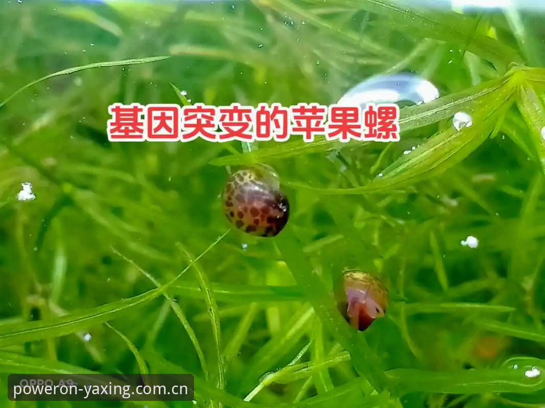 亚星基因级体验新版苹果入口 新版苹果入口适配指南:基因级体验的五个实用要点
